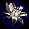 shadowlily107